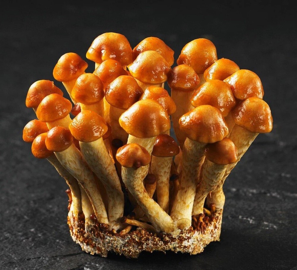 ORGANIC – Nameko Mushroom (Pholiota nameko) Liquid Culture