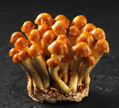 ORGANIC – Nameko Mushroom (Pholiota nameko) Liquid Culture