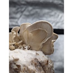 11ml Pleurotus calyptratus liquid mushroom culture. VERY RARE SPECIES!