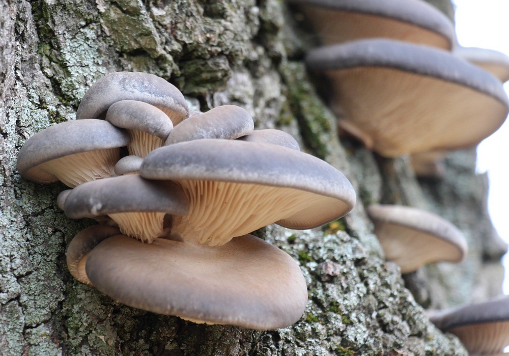 Brown Oyster (Pleurotus Ostreatus Liquid Culture Syringe