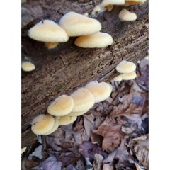 Orange Mock Oyster mushroom liquid culture, Phyllotopsis nidulans