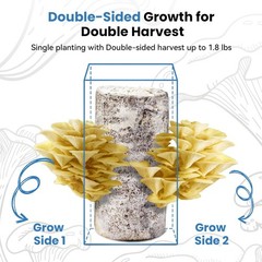 Organic Edible 4lbs Golden Oyster Mushroom Growing Kit, Made in USA, Double-Side