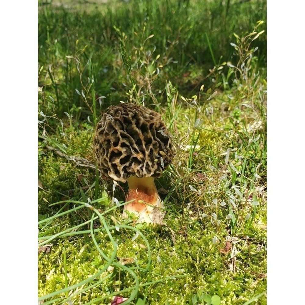 Black Morel Mushroom Liquid Culture Morchella importuna