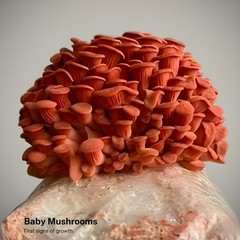 Pink Oyster Mushroom Grow Kit by Forest Origins | Beginner Mushroom Growing Kit