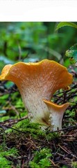 GOLDEN CHANTERELLE Mushroom Colonized Grain Spawn, 1 Quart