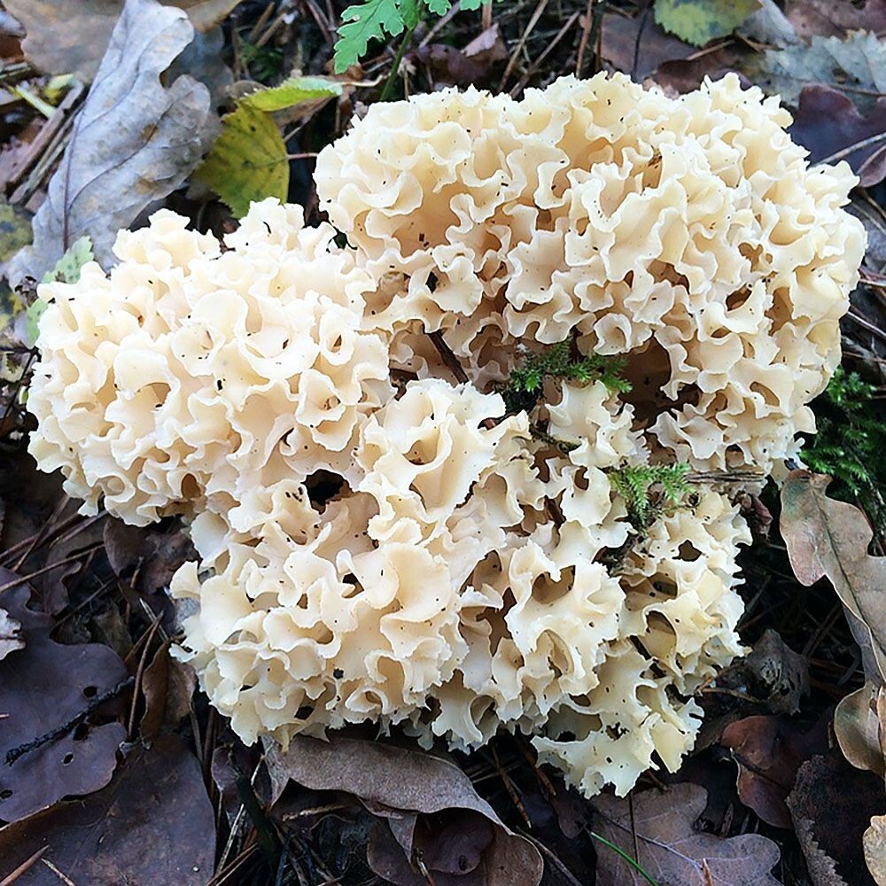 Cauliflower Mushroom (Sparassis crispa) Liquid Culture