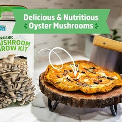 Back to the Roots Organic Mushroom Grow Kit Indoor Non GMO Easy Planting