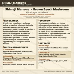 Hypsizygus tessellatus Shimeji Brown Liquid Grow Gourmet Mushroom