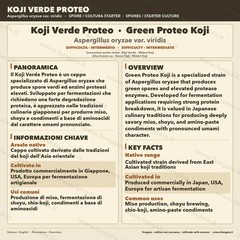 Aspergillus oryzae Green Proteo Koji Petri dish – Protein Fermentation