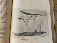 ONE THOUSAND AMERICAN FUNGI BY CHARLES MCILVAINE-1973 HB 1ST ED W/DJ-729 PAGES