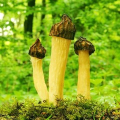 Half Free Morel (Morchella semilibera) Liquid Culture