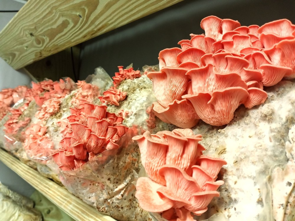 Pink Oyster Mushroom Liquid Fungi Culture 10ml