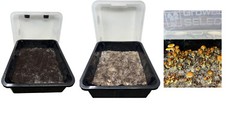 Premium 5-Grain Mushroom Quick Colonizing 32oz 5-Grain Spawn Jars (3-Pack)