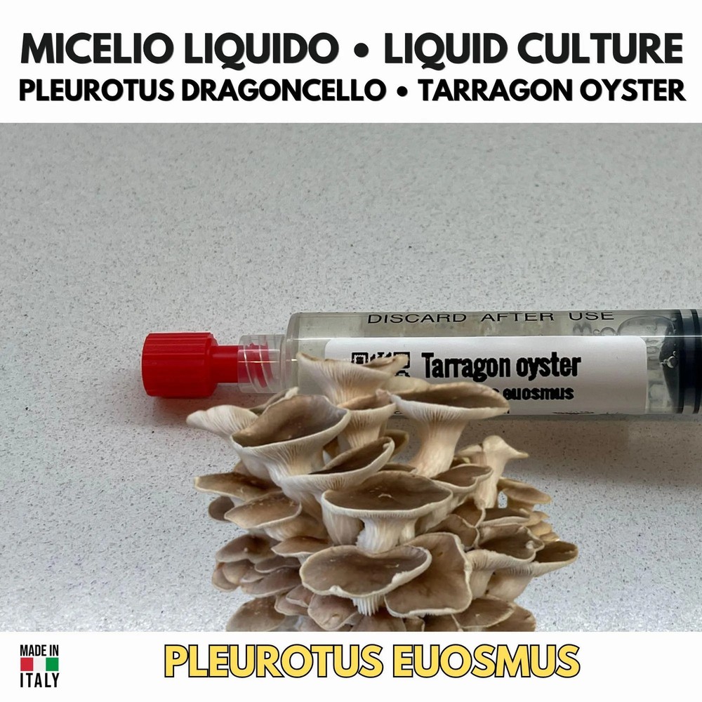 Tarragon Live Mycelium Oyster Mushroom 10ml Liquid Culture