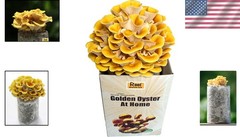 Organic Golden Oyster Mushroom Grow Kit – Complete Easy Set for Home Cultivation