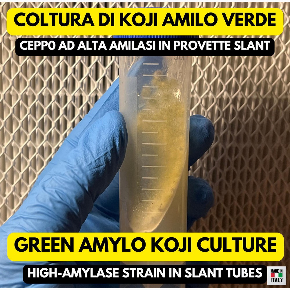 Green Amilo Koji Slant | High Saccharification Strain Sake Amazake | Agar