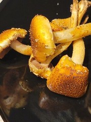 Chestnut Mushroom Pholiota adiposa Liquid Culture 10+ ml Sweet Snappy Nutty Rare
