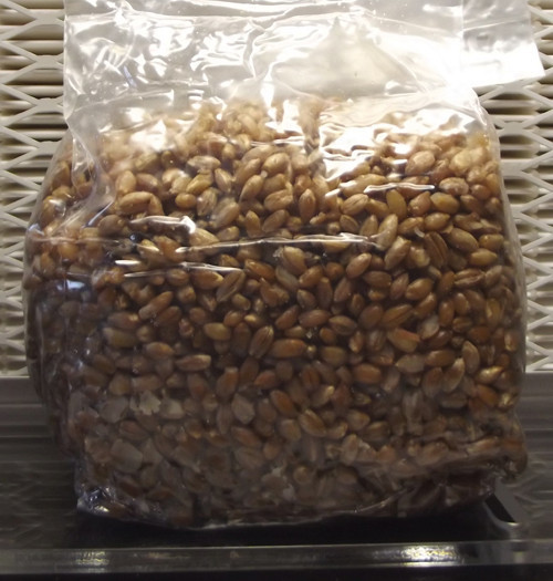 Sterilized Rye Berry Mushroom Substrate (24 One Pound Bags)