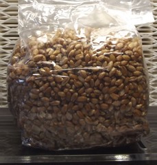 Sterilized Rye Berry Mushroom Substrate (24 One Pound Bags)