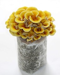 Golden Oyster Mushroom Grow Kit Organic Indoor Drought Tolerant Round