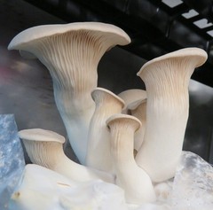 King Oyster Liquid Culture – 12cc Syringe – 10 Pack – Chefs Mushrooms