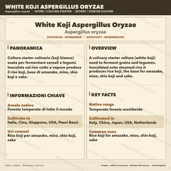 White Koji Aspergillus oryzae Colonized Petri Plate Fermentation Miso Sake