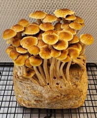 Gourmet Mix Light Malt Extract Agar Pre-Mix Mushroom media | 40 grams per pouch
