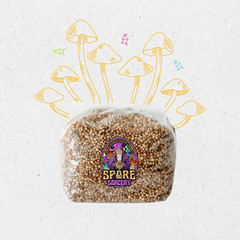 3 Pack | 3lb Milo Sorghum Grain Spawn