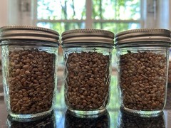 Grain Spawn Bag & Jar Combo – Inoculate, Expand, & Scale