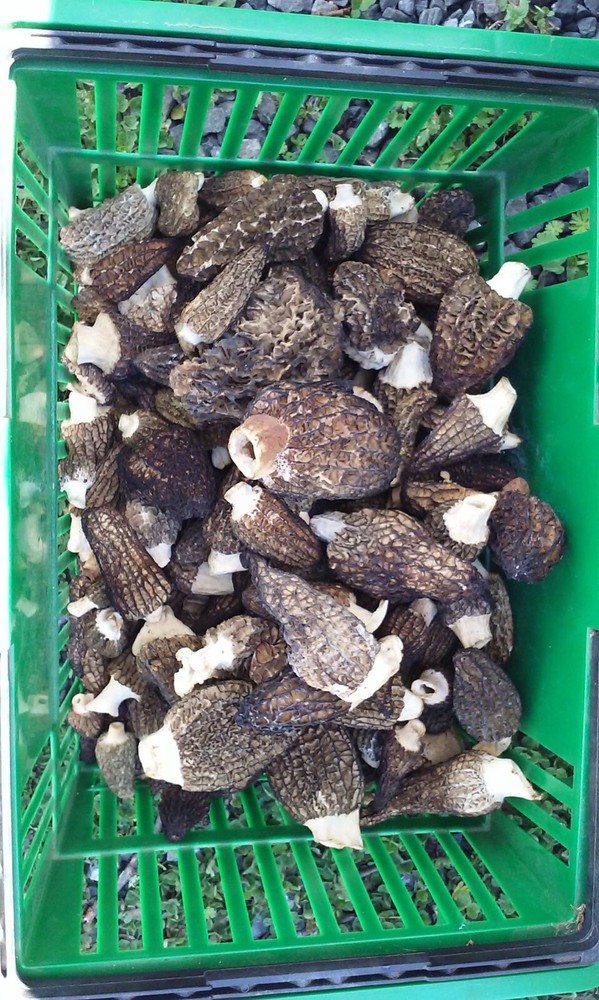 Morel Spore Grow Kit – Instructions Included – Garden Mushroom Vegetable Seed