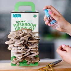 Back to the Roots Organic Oyster Mushroom Grow Kit, Harvest Gourmet Mushrooms…