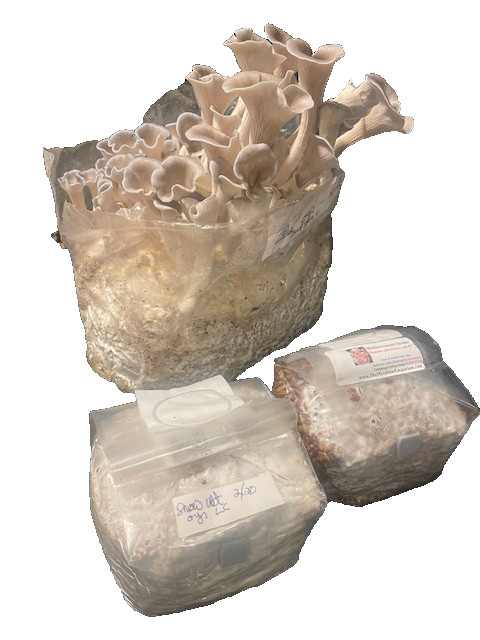 colonized grain spawn – free shipping