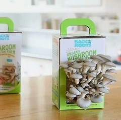 Back to the Roots Organic Mushroom Farm Grow Kit Harvest Gourmet Oyster Mush