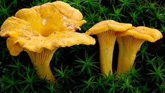 Seeds Yellow Chanterelle Mushrooms Mycelium Spawn Dried Spores for