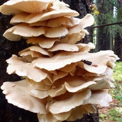 Italian Phoenix Oyster Mushroom Grain Spawn (1 pound)