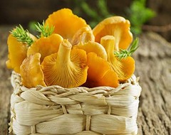 Seeds Yellow Chanterelle Mushrooms Mycelium Spawn Dried Spores for