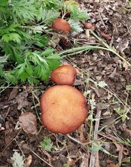 2lb RedWine Cap Mushroom Spawn-Made In The USA For Low Impact Forest Farming