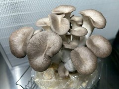 Mushroom liquid culture syringe 3-pack, mix&match over 30 strains available!