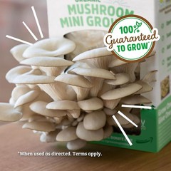 Back to the Roots Organic Mini Mushroom Grow Kit, Harvest Gourmet Oyster Mushroo