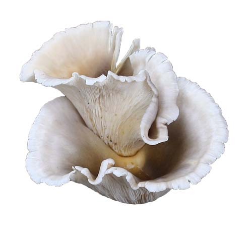 Ghost Fungus (Omphalotus Nidiformis) Liquid Culture