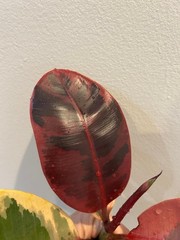 Rubber ficus cuttings- all available on market today-pictured