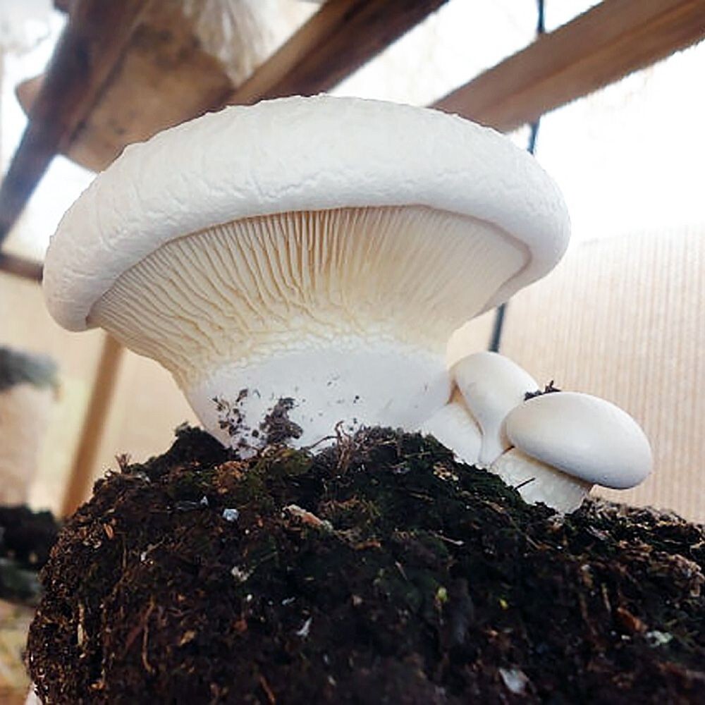 Funcia di basiliscu (Pleurotus nebrodensis) Liquid Culture