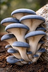 Blue Oyster Liquid Culture Syringe 10cc | Pleurotus ostreatus | Gourmet Mushroom
