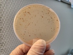 Gourmet Mix Light Malt Extract Agar Pre-Mix Mushroom media | 40 grams per pouch