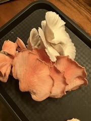 Iron Mountain Mushrooms Master’s Mix Mushroom Substrate – 5lbs Blocks 50/50