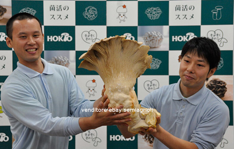 PLEUROTUS GIANT MYCELIUM Spores Mushroom Seeds