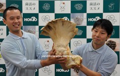 PLEUROTUS GIANT MYCELIUM Spores Mushroom Seeds