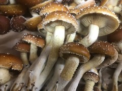 Chestnut Mushroom Grow Kit UP Gourmet Foods Local Michigan Made