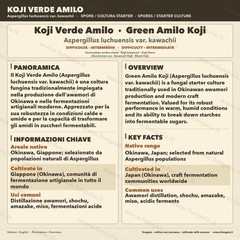 Green Amilo Koji Slant | High Saccharification Strain Sake Amazake | Agar