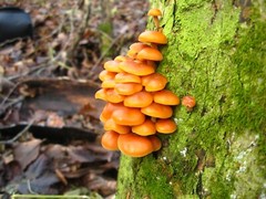 Seeds Honey Mushroom Winter Mycelium Spawn Dried Spores Organic